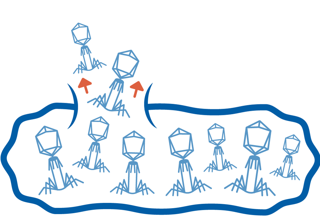 step 4 - lytic cycle